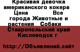 Красивая девочка американского кокера › Цена ­ 35 000 - Все города Животные и растения » Собаки   . Ставропольский край,Кисловодск г.